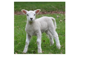 Lamb, 1 week old